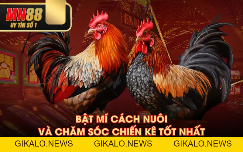 Gà Chuối Là Gì? Tìm Hiểu Đặc Điểm, Lối Đá Và Cách Nuôi Gà Chuối Là Gì? Tìm Hiểu Đặc Điểm, Lối Đá Và Cách Nuôi