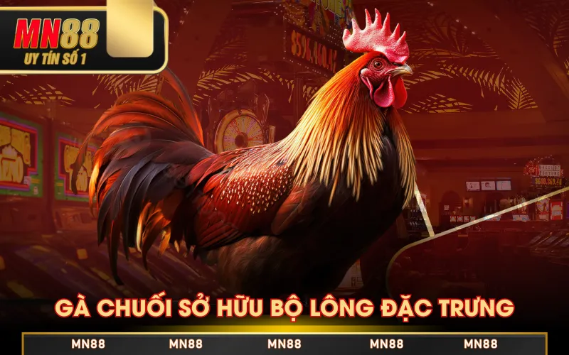 Gà Chuối Là Gì? Tìm Hiểu Đặc Điểm, Lối Đá Và Cách Nuôi Gà Chuối Là Gì? Tìm Hiểu Đặc Điểm, Lối Đá Và Cách Nuôi