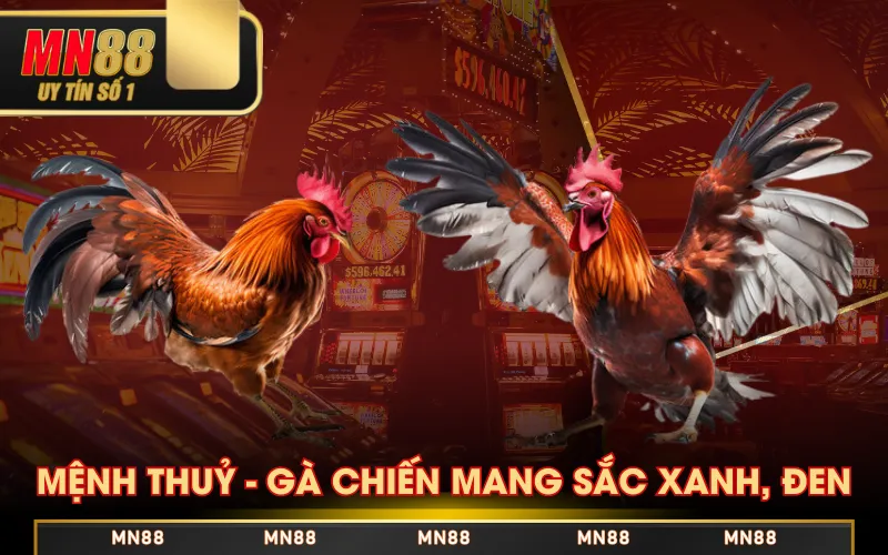 Màu Gà Mạng - Bí Quyết Chọn Chiến Kê Sáng Giá Chuẩn 100% Màu Gà Mạng - Bí Quyết Chọn Chiến Kê Sáng Giá Chuẩn 100%