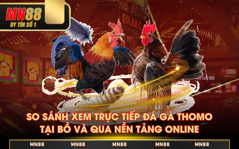 Xem Trực Tiếp Đá Gà Thomo Trên Nền Tảng MN88 Có Gì? Xem Trực Tiếp Đá Gà Thomo Trên Nền Tảng MN88 Có Gì?