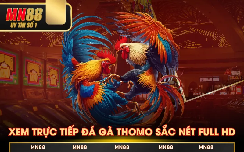 Xem Trực Tiếp Đá Gà Thomo Trên Nền Tảng MN88 Có Gì? Xem Trực Tiếp Đá Gà Thomo Trên Nền Tảng MN88 Có Gì?