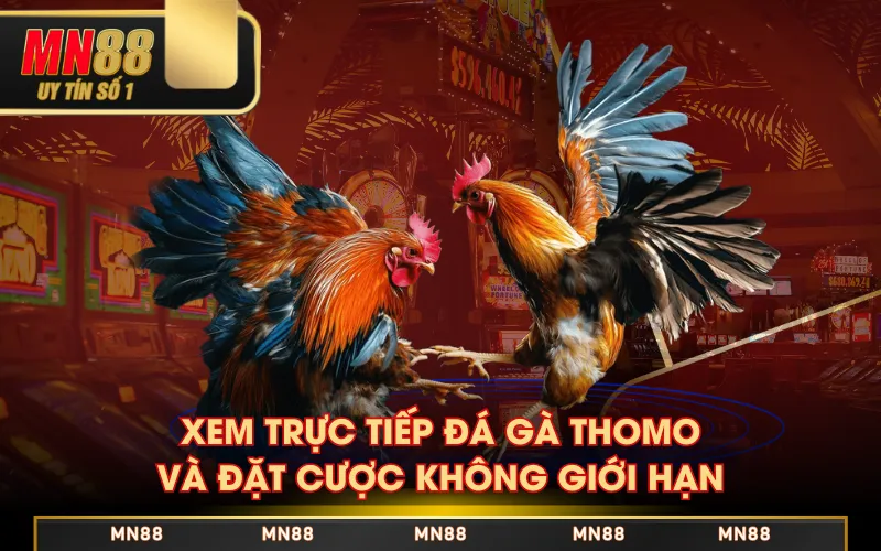 Xem Trực Tiếp Đá Gà Thomo Trên Nền Tảng MN88 Có Gì? Xem Trực Tiếp Đá Gà Thomo Trên Nền Tảng MN88 Có Gì?